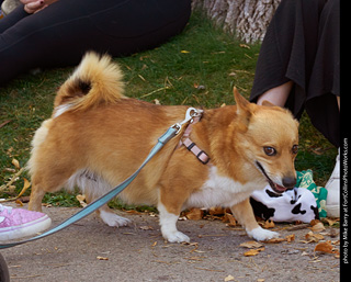 Tour de Corgi 2023