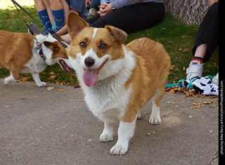 Tour de Corgi 2023