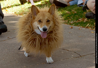 Tour de Corgi 2023