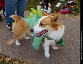 Tour de Corgi 2023