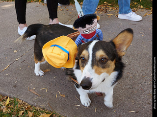 Tour de Corgi 2023