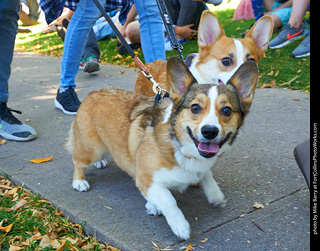 Tour de Corgi 2023