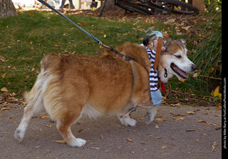 Tour de Corgi 2023