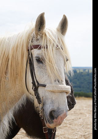 Order of Epona