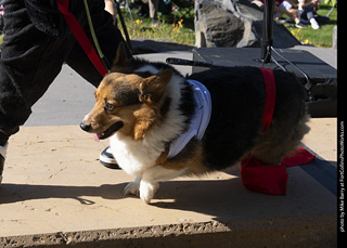 2024 Tour de Corgi - contest