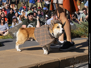 2024 Tour de Corgi - contest