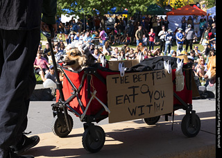 2024 Tour de Corgi - contest