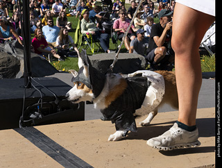 2024 Tour de Corgi - contest