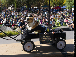 2024 Tour de Corgi - contest