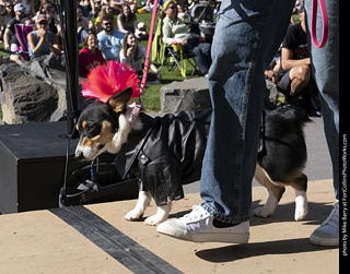 2024 Tour de Corgi - contest