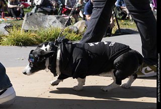 2024 Tour de Corgi - contest