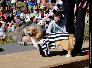 2024 Tour de Corgi - contest