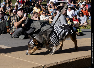 2024 Tour de Corgi - contest