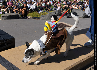 2024 Tour de Corgi - contest