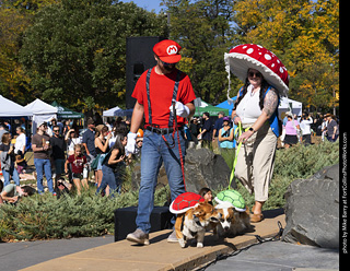 2024 Tour de Corgi - contest