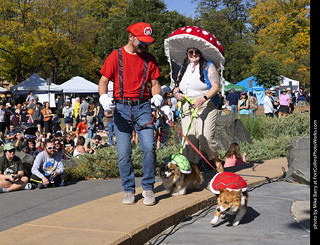 2024 Tour de Corgi - contest