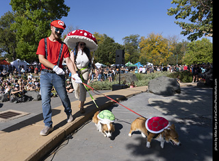 2024 Tour de Corgi - contest