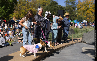 2024 Tour de Corgi - contest