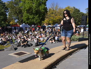 2024 Tour de Corgi - contest