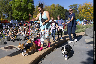 2024 Tour de Corgi - contest