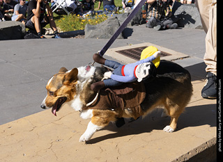 2024 Tour de Corgi - contest