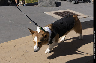 2024 Tour de Corgi - contest