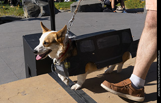 2024 Tour de Corgi - contest