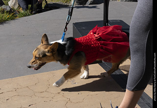 2024 Tour de Corgi - contest