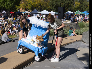 2024 Tour de Corgi - contest