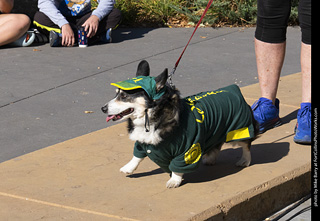 2024 Tour de Corgi - contest