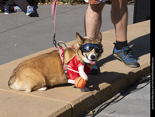 2024 Tour de Corgi - contest