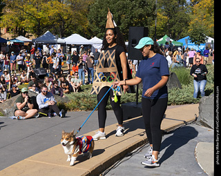 2024 Tour de Corgi - contest