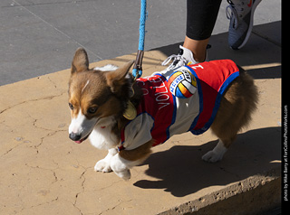 2024 Tour de Corgi - contest