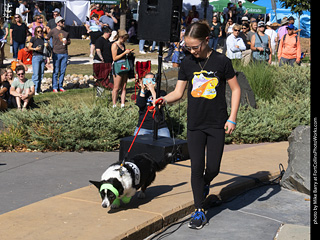 2024 Tour de Corgi - contest