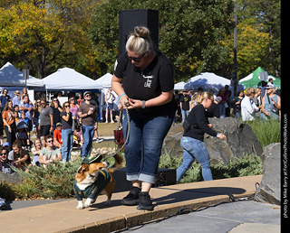 2024 Tour de Corgi - contest