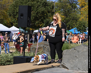 2024 Tour de Corgi - contest