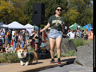 2024 Tour de Corgi - contest