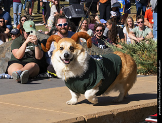 2024 Tour de Corgi - contest