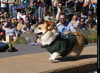 2024 Tour de Corgi - contest