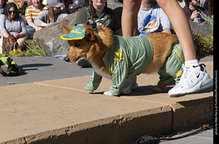 2024 Tour de Corgi - contest