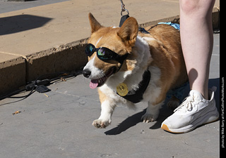 2024 Tour de Corgi - contest