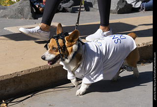 2024 Tour de Corgi - contest