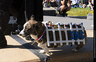 2024 Tour de Corgi - contest