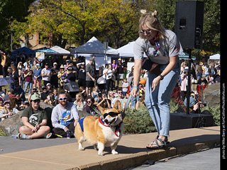 2024 Tour de Corgi - contest