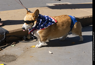 2024 Tour de Corgi - contest