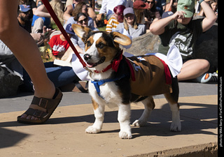 2024 Tour de Corgi - contest