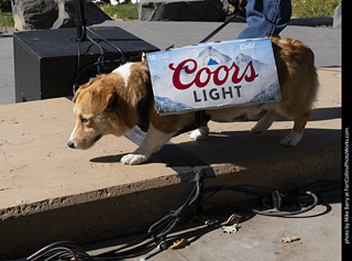 2024 Tour de Corgi - contest