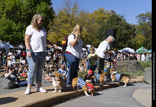 2024 Tour de Corgi - contest