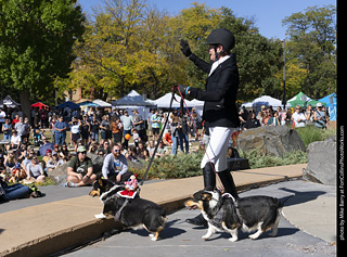 2024 Tour de Corgi - contest