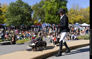 2024 Tour de Corgi - contest